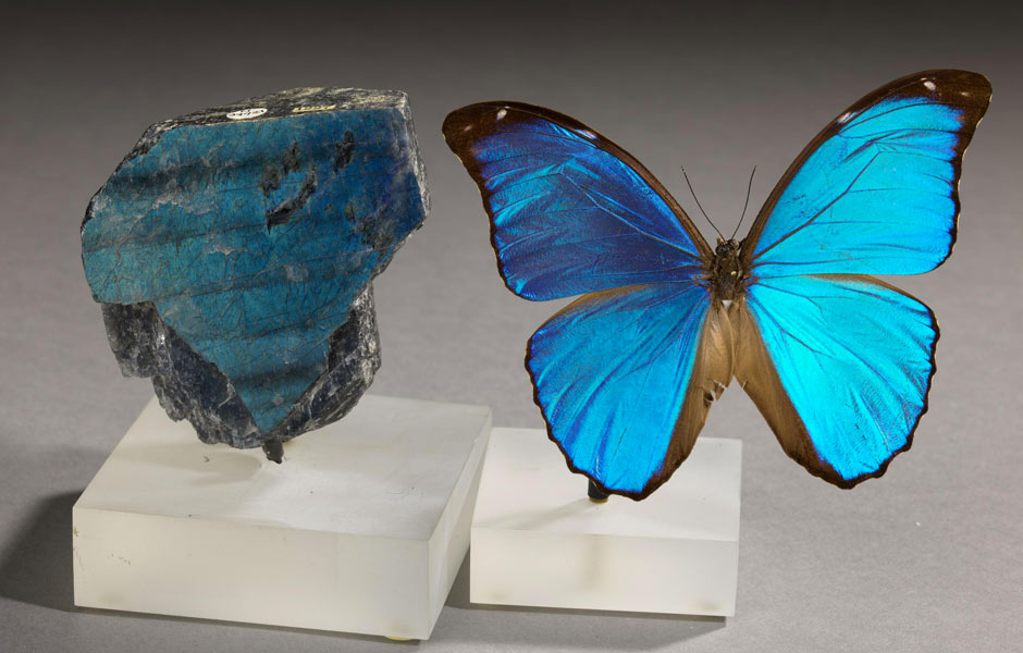 Anorthite variety labradorite and Menelaus Blue Morpho | Royal Ontario Museum Case Study | Gallery Systems