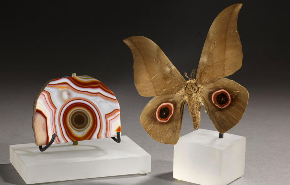 Quartz variety agate and Saturniid moth | Royal Ontario Museum Case Study | Gallery Systems