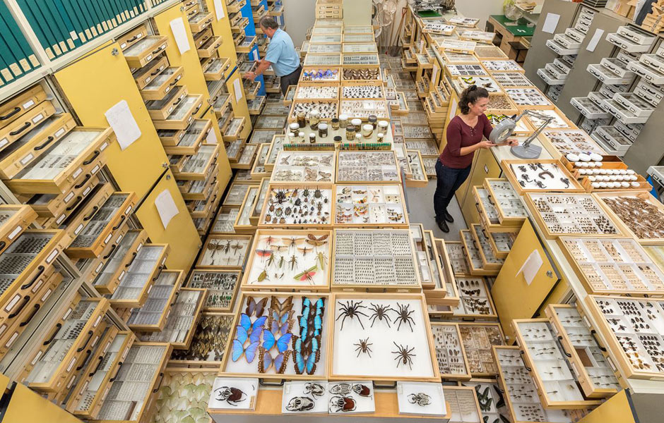 Royal Ontario Museum's Entomology Collection Room of their natural history collections | Gallery Systems