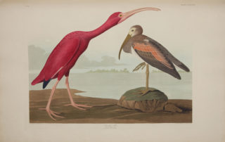 Scarlet Ibis